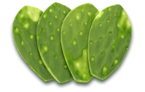 nopal